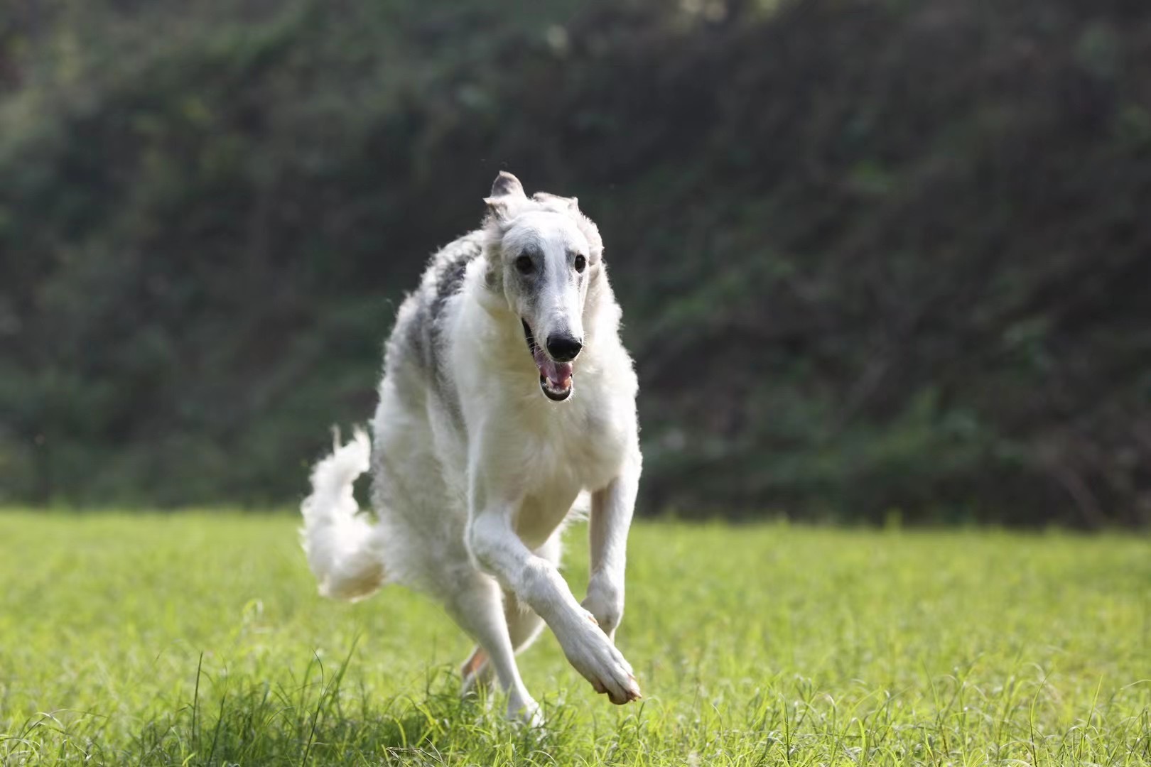 灰狼