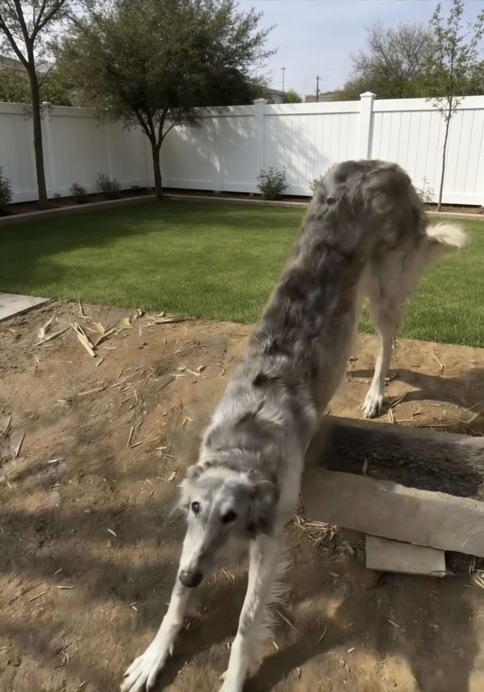 银狼