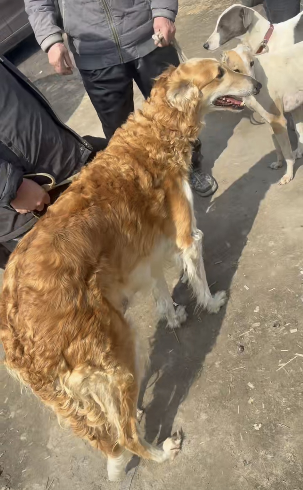 女王